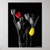Tulpe-Plakat