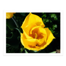 Tulpe-Postkarte