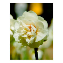 Tulpe-Postkarte | Tulpen Postkarte