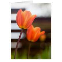 Tulpen gefaltete Karte