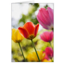 Tulpen gefaltete Karte