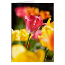 Tulpen gefaltete Karte