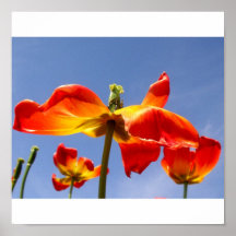 Tulpen Posterdruck