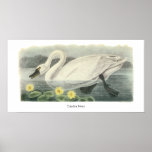 Tundra-Schwan, John Audubon Plakatdruck