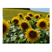 Tuscan_Sunflowers2 Postkarten