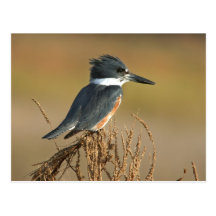 Umgeschnallter Eisvogel Postkarten