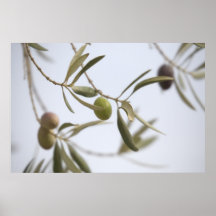 Unausgereifte Oliven Posterdrucke