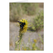 Unbekannte Blume und Insekt, Death Valley Karten