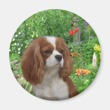 Unbekümmerter Königcharles Spaniel-Magnet