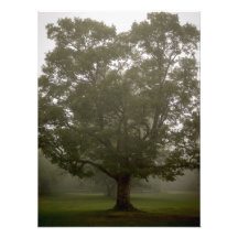 Unser großer Baum am Lager Photodrucke
