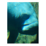Unter Wasser-Manatis-Postkarte