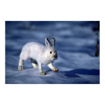 Unterschied-Hasen/Snowshoe-Kaninchen auf offenem S poster