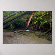 Üppiges Waldlaub Plakatdruck