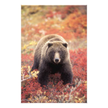 USA, Alaska, Denali NP, weiblicher Grizzlybär Fotodrucke