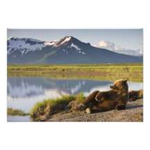 USA, Alaska, Katmai Nationalpark, Braunbären 2 Kunstphotos