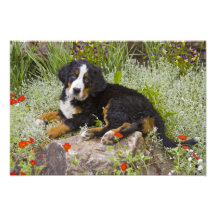 USA, Colorado, Breckenridge. Weibliches Bernese Fotodruck