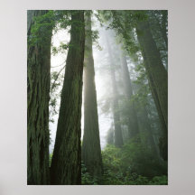 USA, Kalifornien, Rotholz-Nationalpark, Poster