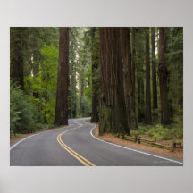USA, Kalifornien, Straße durch Rotholzwald Posterdruck