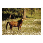 USA, Oregon. Pferd auf dem Gebiet der Gänseblümche Fotodruck