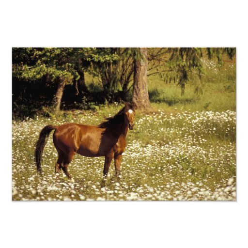 USA, Oregon. Pferd auf dem Gebiet der Gänseblümche Photodrucke