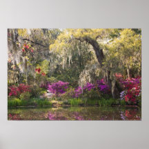 USA, South Carolina, Charleston. Zypresse-Bäume 2 Posterdrucke