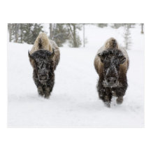 USA, WY, Yellowstone NP, amerikanischer Bison (Bis Postkarte