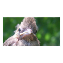 verärgertes Vogelbaby Bilderkarten