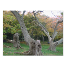 Verbogener Baum Photodruck