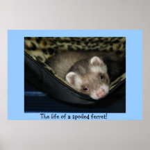 Verdorbenes Frettchen Plakat