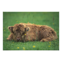 Vereinigtes Königreich, Schottland. Hochlandkalb Photographischer Druck