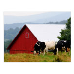 Vermont-Kuh-Bauernhof-Postkarte
