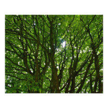 Verrücktes grünes Baum-Foto