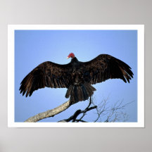 Verschiedene Vögel Posterdrucke