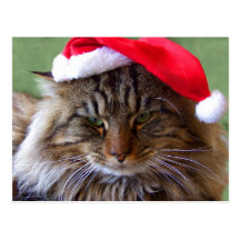 Verschrobe Weihnachtskatzen-Postkarte
