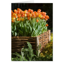 Vibrierende blühende Tulpen Grußkarten