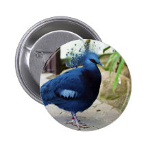 victoria crowned pigeon button