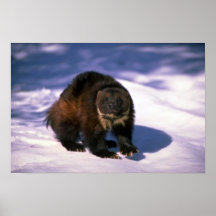 Vielfrass auf Schnee Poster