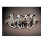 Vier whippets postkarten