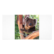 Viktorianischer Koala Bildkarte