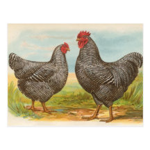 Vintage "abgehaltene Plymouth-Felsen-Huhn-" Postka