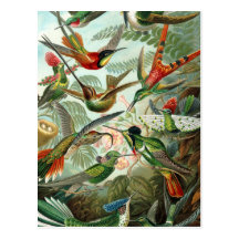 Vintage hummingbirds scientific illustration post cards