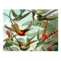 Vintage hummingbirds scientific illustration postcards