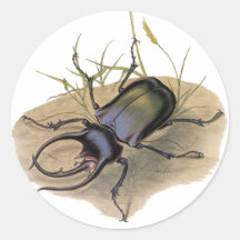 Vintage Insekten, Wanzen, Rhino-Nashorn-Käfer Runder Sticker