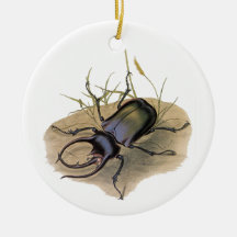 Vintage Insekten, Wanzen, Rhino-Nashorn-Käfer Ornamente