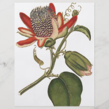 Vintage Leidenschafts-Blume Flyer