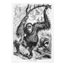 Vintage Orangutan Illustration - 1800's Monkey Invitations