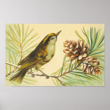 Vintager Zaunkönig Plakatdruck
