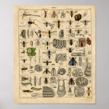 Vintages Insekten-Diagramm Poster