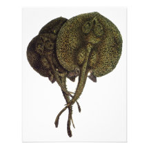Vintages Marinelebens-Tier, Stich-StrahlenStingray Individuelle Einladung