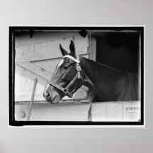 Vintages Pferd 1913 Plakatdruck
